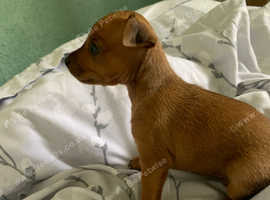 Miniature Pinscher Dogs And Puppies Uk | Find Puppies And Dogs At Freeads  Uk'S #1 Classified Ads
