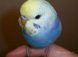 friendly baby budgie for sale southall
