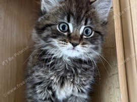 Maine coon kittens