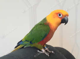 Jeandy conure parrot