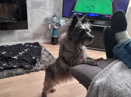 CAIRN TERRIER 3 YEAR OLD GIRL KC REG FOR PET HOME ONLY
