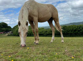 Pure Quarter Horse