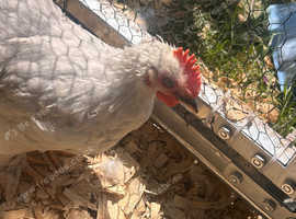 Lovely Lavender Peking Bantam