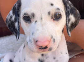 8 Dalmatian puppies for sale