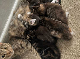 2 male kittens for sale