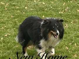 Black Tri Boy (Re home agreed)