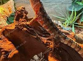 Shinisaurus Lizard (Male) crocodile lizard.