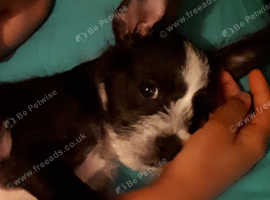 Bossi poo hot sale puppies