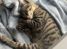 1 Little Egyptian Mau Cross for Sale