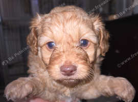 Gorgeous pomapoo pups