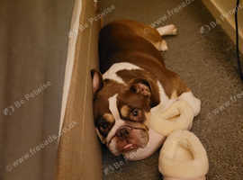 Female bulldog