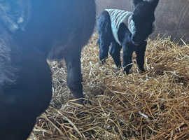Gorgeous Miniature Donkey Foal