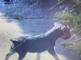 Make border terriers for sale