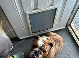 Stunning 10 month old male tiger brindle