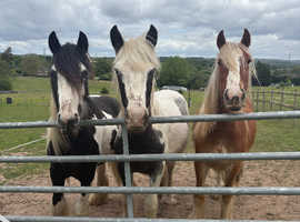 Lionheart big yearling cob colt to make 16