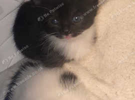 Kittens for sale