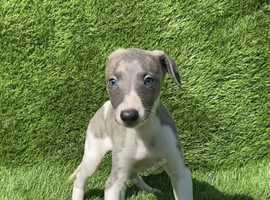 Whippet boy pup