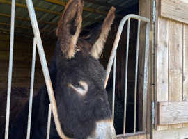 Mamouth donkey Jenny foal