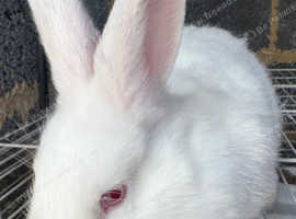 Havana/European rabbit babies for homes now.