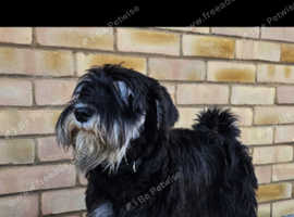 Beautiful young dog