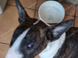 Bullterrier puppy