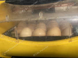 Chicken hatching eggs