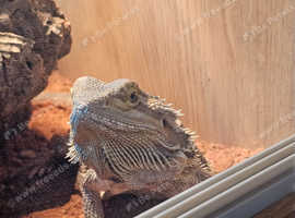 3 year old Bearded dragon