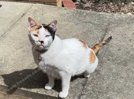 Missing female Calico