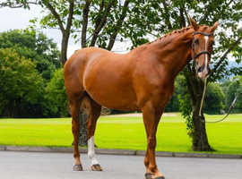 Romanno Mercia (Macy) 9yo 16.1h Oldenburg Mare