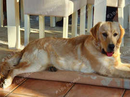 Golden retriever bitch