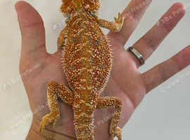 MALE Red blue bar bearded dragon