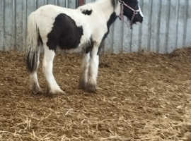 Traditional cob colt foal