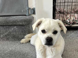 Female Pug X Japanese spitz