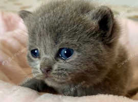 BEAUTIFUL PURE BREED BSH KITTENS (READY 8TH JUNE)