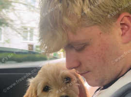 10 week old puppy available