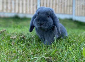 Mini lop for sale