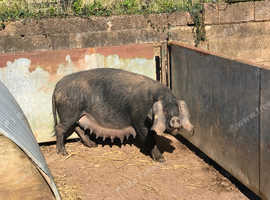 Pedigree Large Black sow(s)
