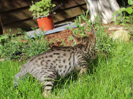 Male Savannah kitten READY NOW