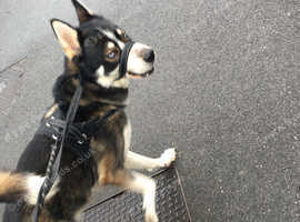 Husky x malamute  needs re homing ASAP