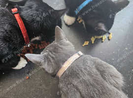 2 kittens for sale
