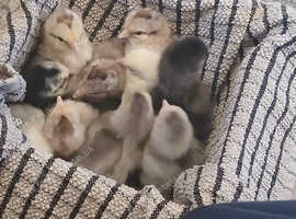 Chicks - Pekin Bantam day old