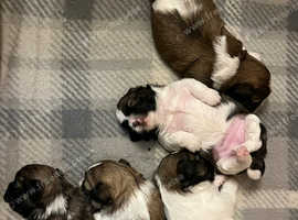Teddy Bear Puppies
