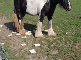 filly gypsy cob for sale