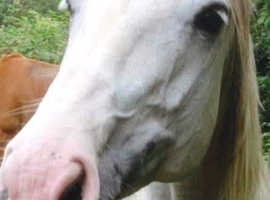 LOOKING FOR OLDER HORSE