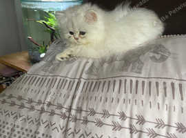 Silver Persian Chinchilla boy