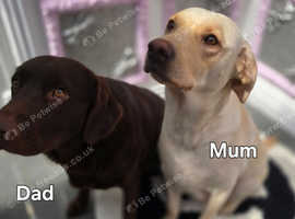 Labrador puppies chocolate and black