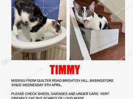 Missing cat