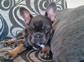 French bulldog puppy