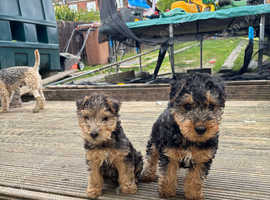 2x Female KC registeredLakeland pups