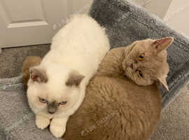 2 beautiful girls who are 2.5 years. Full pedigree